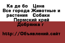 Ка де бо › Цена ­ 25 - Все города Животные и растения » Собаки   . Пермский край,Добрянка г.